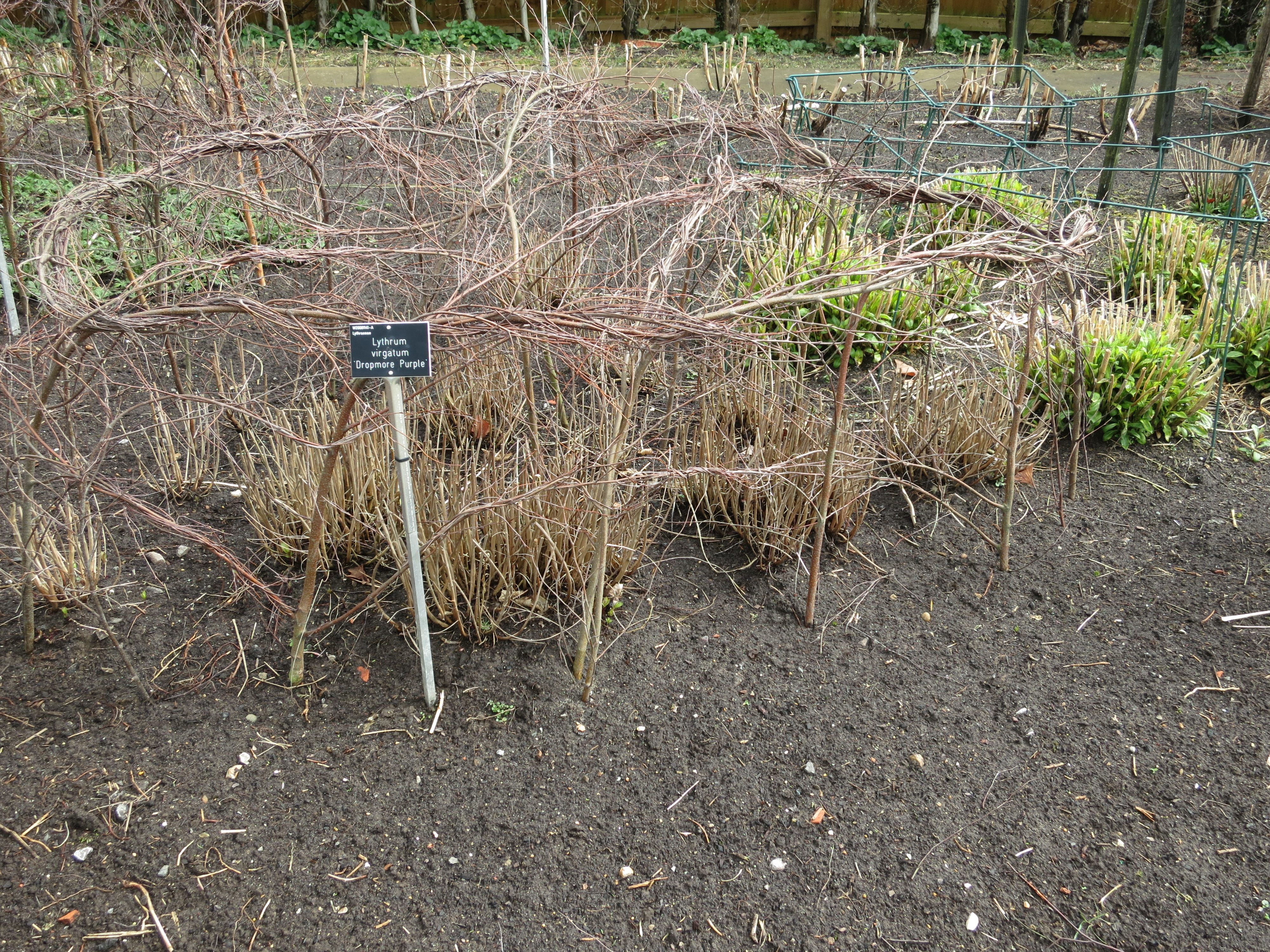 lythrumvirgatumdropmorepurpleIMG1894