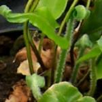 aspleniumpfoljuvscolopendrium1