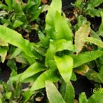 aspleniumpforscolopendrium1