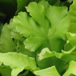 aspleniumpfroscolopendriumcristatum1