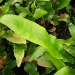 aspleniumpfroscolopendrium1