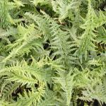 athyriumpforfilixfemina1