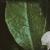 azaleafoltviscosum