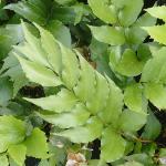 crytomiumpfolfalcatum1