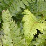 polystichumpfolpolyblepharum1