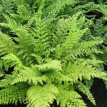polystichumpforsetiferum1