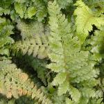 polystichumpfropolyblepharum1