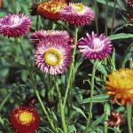 bracteanthaflobracteata1
