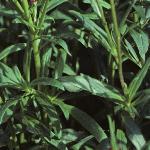 bracteanthafolbracteata1