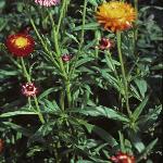 bracteanthaforbracteata1