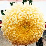 chrysancreamcreamistflo1