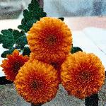 chrysanlittletonbronzeflo1