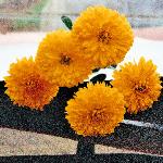 chrysanpenninediggerflo1