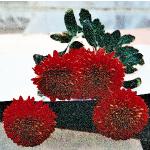 chrysanredmargaretflo1