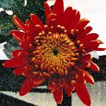 chrysanredtompearceflo1