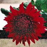 chrysanregaliapurpleflo1