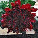 chrysansheerpurpleflo1