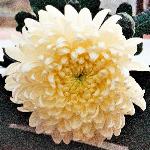 chrysantaigawhiteflo1