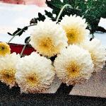chrysanwhiteheideanneflo1