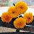 chrysanthemumpenninediggerflot1a1