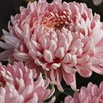 chrysanthemumpinkallouisecgw1