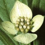 cornusflocanadensis1