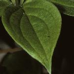 cornusfolcanadensis1