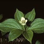 cornusforcanadensis1