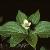 cornusfortcanadensis1