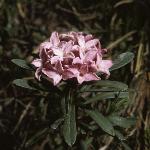 daphneflocneorum1