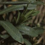 daphnefolcneorum1