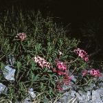 daphneforcneorum1