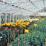 meresboroughflonursery1