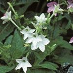 nicotianafloxsanderaedom
