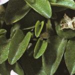 sellieraradicansfoljul71a