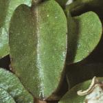 sellieraradicansfolsinglejul71