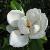 magnoliagrandifloracflogarnonswilliams1a1a1a1a1a