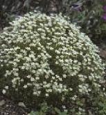 saxifragaforcebennensis1