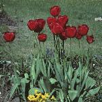 tulipaforapeldoorn1a