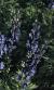 aconitumcflospnapellusnewryblueballcolegrave1