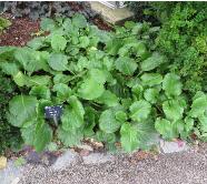 bergoniacforpcordifoliapurpurearhsrosemoorgarnonswilliams