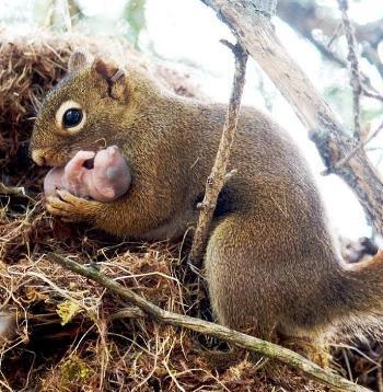 beyondbeliefbabysquirrel
