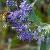 caryopteriscflos1clandonensisheavenlybluewikimediacommons
