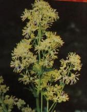 commonpflospmeadowruethalictrumflavumpolunin
