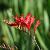 crocosmiacflospluciferdkfromcoblands