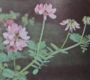 crownvetchcforpcoronillavariapolunin