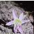 erythroniumcflopdenscanismay70foord