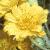 euryopscflo9acraeus