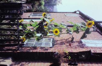 helianthuspforpannuus91982giantsunflowerfoord