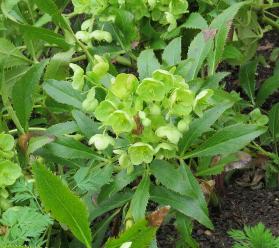 helleboruspforpargutifoliussissinghurst10Apr2018Garnonswilliams